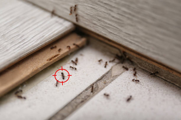 Best Exterminator Services  in Byrdstown, TN