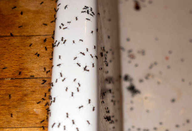 Wildlife Control Services in Byrdstown, TN